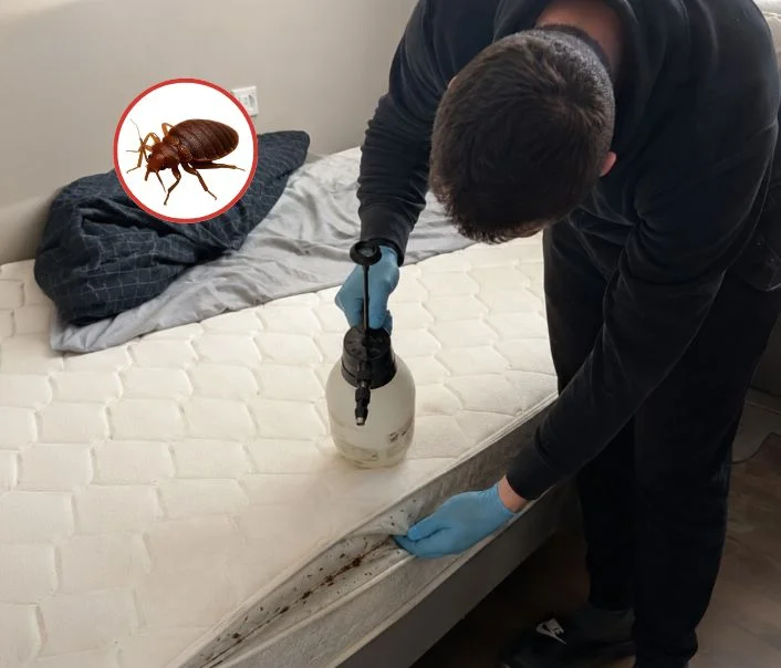 Technicien traitant un matelas contre les punaises de lit à Saulx-les-Chartreux